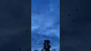 Bat Sound Flying the sky #photography #bat #subscribe  #viral #bat calling #Park