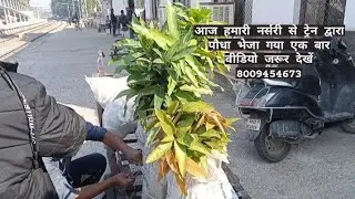 all mango color variety all mango fruit plant available mango maliabad nursery 8009454673