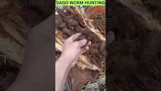 sago worm hunting, #fishing #survivalskills #bushcraft #hunting #trap #cooking