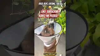 Desi Dog Eating Tulsi Leaves #adoptstreetdogs