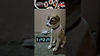 Dog counting number dog training #short #shorts #shortvideo #dog #dogs #india #youtubeshorts #viral