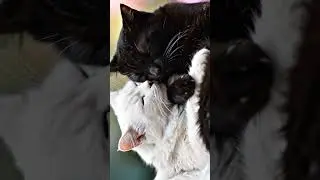 Opposites Attract: A Hug of Harmony 🖤🤍🐾