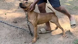 Brickhouse Performance: McNabb Dogs Yard Tour (September 2025)