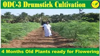 ODC 3 Drumstick / Moringa Cultivation by Indian Agri Farm for more info call 9619091811/ 9976234926