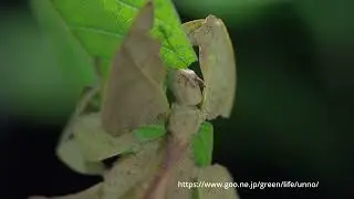 コノハムシが葉を食べる