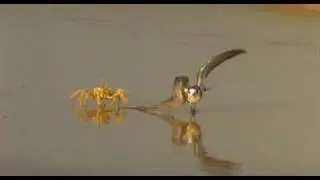 Crabs attacking a bird