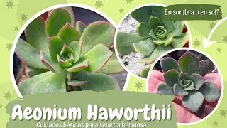 CUIDADOS BÁSICOS DEL AEONIUM HAWORTHII // JOLUJIM 🌱