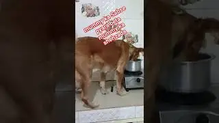 Mummy ka Raja beta #adoptstrays #animalrescue #rescueefforts #animalwelfare #adoptionrocks #stray