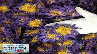 Ceylon Dried Blue Lotus Flowers Organic 100% Pure Hand Picked Herbal Healthy