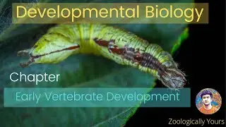 Developmental Biology (Endoderm and its Derivatives)
