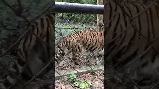 Tigers in Cambodia