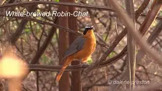 White-browed Robin-Chat call / sound