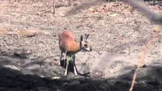 Грисбок пьет (Grysbok Drinking)