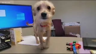 'Scoobi' and his pals at the Yolo County Animal Shelter are looking for furrever homes | Pawsitive F