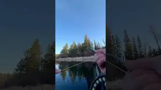 Caught this MONSTER! First time in the belly boat was fun