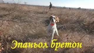 Образцовая работа по фазану. Эпаньол бретон(возраст 8 месяцев.)