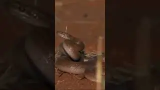 Молодой Медоед учится охотится на змей. Часть 1