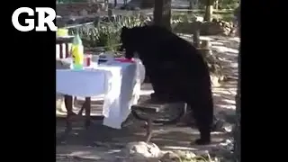 Sorprende oso a visitantes en Chipinque | Monterrey