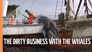 The dirty business with the Whales | Full Documentary