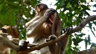 HOW Angel Reject milk her little baby monkey ?