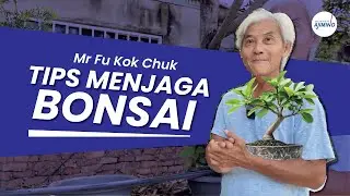 TIPS MENJAGA BONSAI DI MALAYSIA