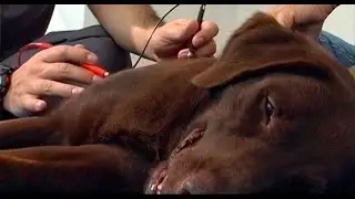 Trauma Cerebrovascular   en Perro Labrador - TvAgro por Juan Gonzalo Angel