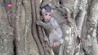 Maci Baby Monkey Climb up The Tree First Time, She Learn How To Climb Up The Tree