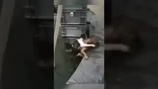 HERO ANIMALS THAT SAVED HUMAN LIVES! #Shorts