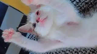 Cute kitten playing with hand Peek a boo 😺💞💕 #cat #kitten #catshorts
