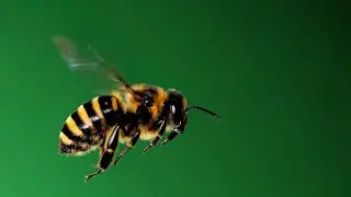 Ultra Detailed Flying Bee Loop &ndash; Free Green Screen VFX Animation