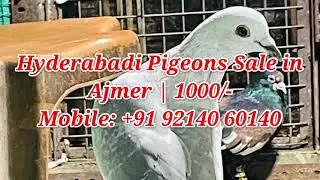 Hyderabadi Pigeons Sale in Ajmer | 1000/-  Mobile: +91 92140 60140