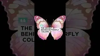 BUTTERFLY COLORS &mdash; BETTER THAN ANY PAINTING #shorts #animals #facts #education