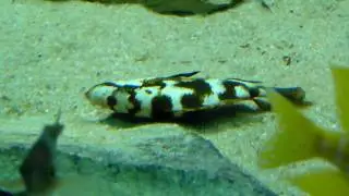 Nimbochromis livingstonii nakatenga