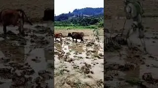 When Robot is farmer😆😆#robot #shorts #video#amazing #viral #3d