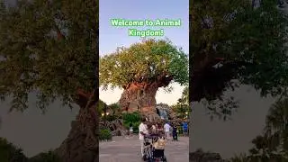 The feeling when you see the Tree of Life! #shorts #disney #disneyworld #disneyparks