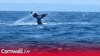 Humpback whale captured off Cornwall coast