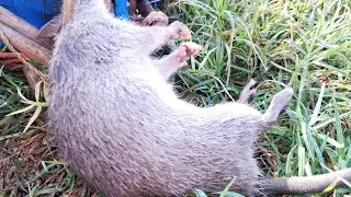 వ్యవసాయ భూమిలో ఎలుకలు#trending #farmerlife#farming#agriculture రైతుల శత్రువు,#mouse  వల్ల పంట నష్టం😌