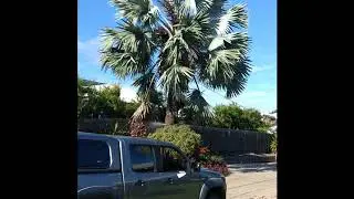 Bismarck palm fell