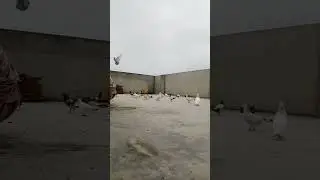 Daily routine old short clip with pigeon  / my pets video watch like comment share  and feedback