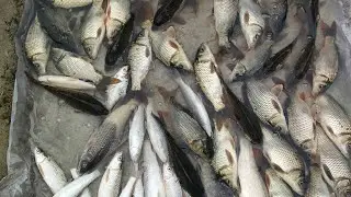 Amazing Boy Fishing in Dry Season Catching Monster Fish in River Side Secret Hole Hand#Fishing#