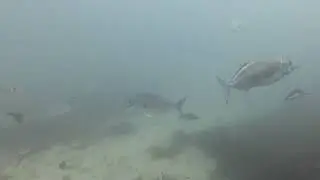 Cod and Moki on Dive Day