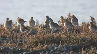 European Golden Plover, Piviere dorato (Pluvialis apricaria)