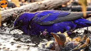 Heartbreaking Rescue of a Mother Purple Martin and Her Baby Trapped in Storm Debris