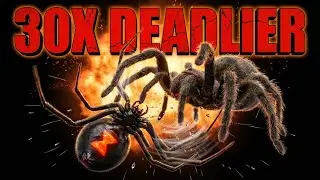 Black Widow vs Tarantula: Deadliest Battle Ever Filmed