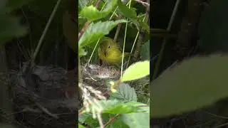 AMERICAN YELLOW WARBLER BIRDS feeding her baby birds #parulidae