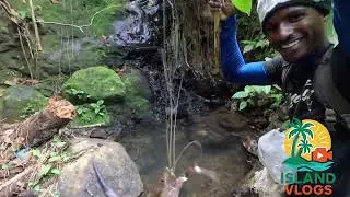 Life in the Water: Catching Crayfish Grenada  🇬🇩 