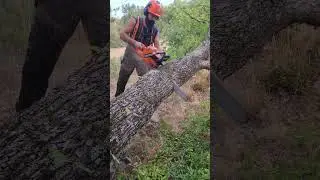 Bore Cut 🪓 #asmr #lumberjack #wood #lumberjacking #chainsaws #husqvarna
