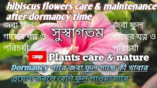 Hibiscus flower plants care & maintenance after dormancy time 