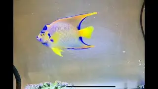 Queen angelfish Quarantine Week 1 Update  And How To Deal White Spot in  Marine Fishes