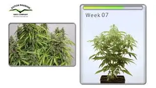 AutoMazar&reg; Dutch Passion   Cannabis growing